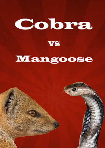 Cobra vs Mangoose Fight Videos