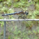 Blue Dasher