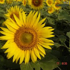 Sun Flower