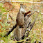 California ground squirrel