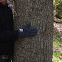 Tupelo tree - huge!