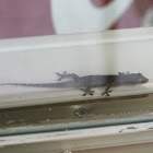 Unknown Gecko