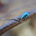 Blue Leaf beetle ?