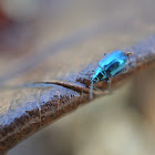Blue Leaf beetle ?