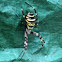 Wasp spider