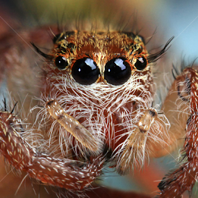 by Jhojon Jenkgod - Animals Insects & Spiders