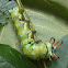 Regal Moth larva