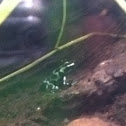 Green poison dart frog