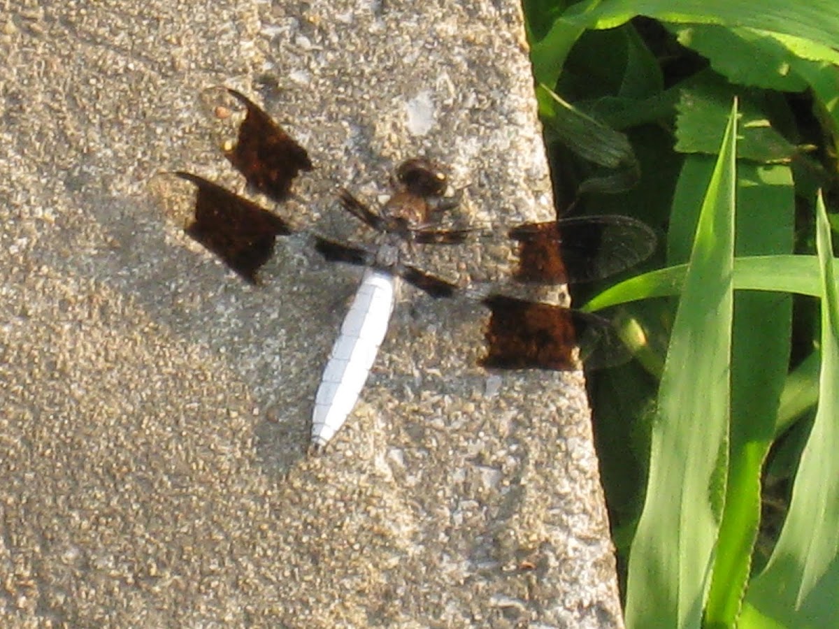 DragonfCommon Whitetail skimmer dragonfly (male)ly