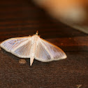 Palpita vitrealis