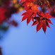 Autumn Scenes