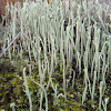 Powderhorn lichen
