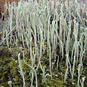 Powderhorn lichen