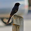 Fork-tailed drongo