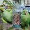 Ring-Necked Parakeet