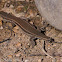 Large Psammodromus Lizard