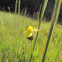 Tall Yellow-eyed Grass