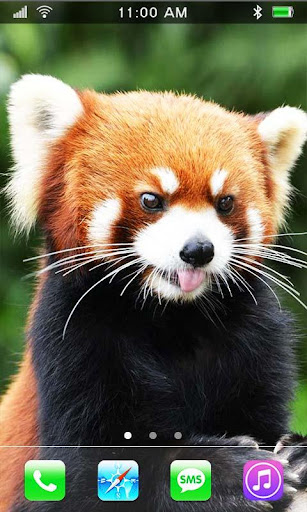 Red Panda live wallpaper