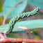 Geometrid caterpillar