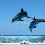 Dancing Dolphins (ii) by Dark Reid -  