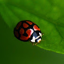 Lunate Ladybug