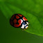 Lunate Ladybug