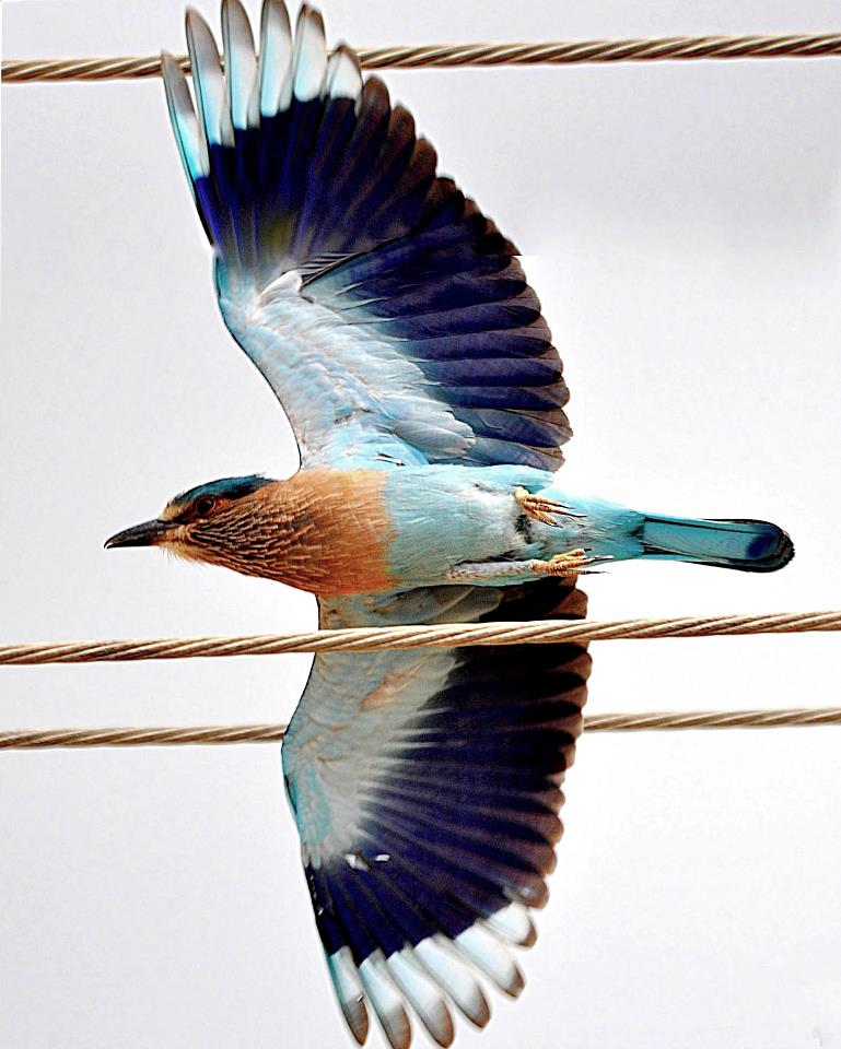 Indian Roller or Blue Jay
