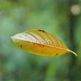 by Emerald Jasmine - Uncategorized All Uncategorized
