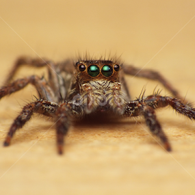 Jumping Spider by Virgani Dhirgacahya - Animals Insects & Spiders