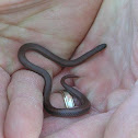 Sharp-tailed snake