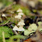 Fairy Inkcap