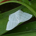 Asian Spotted Swallowtail Moth