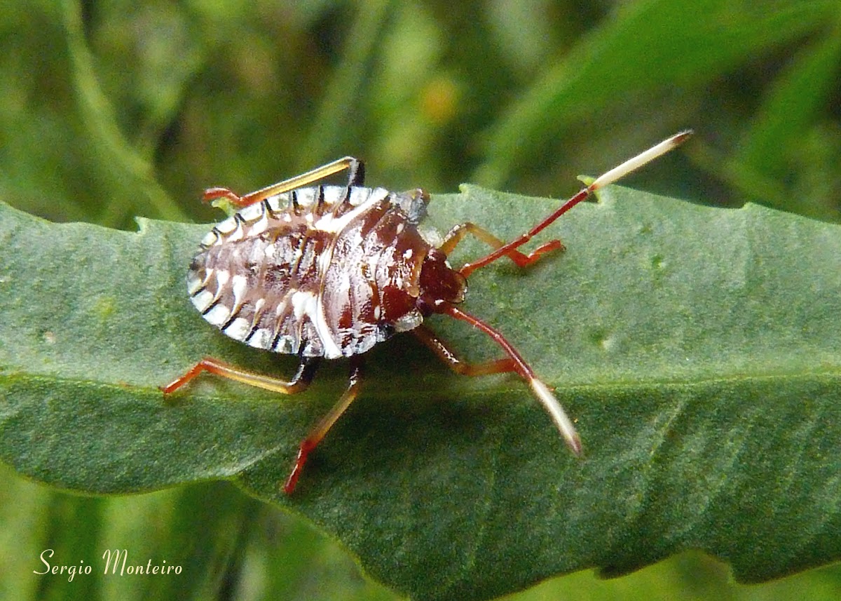 Coreid bug nymph