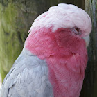 Galah