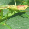 Mantis with prey