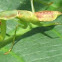 Mantis with prey