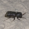 Horned Powder Post Beetle