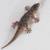 Common or Moorish Wall Gecko
