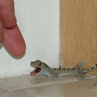 Baby Tokay Gecko