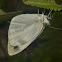 Cabbage White Butterfly