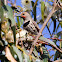 Common Flicker