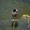 American Coot