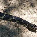 Eastern Kingsnake