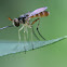 Thick-headed fly