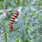 Cinnabar moth caterpillar.