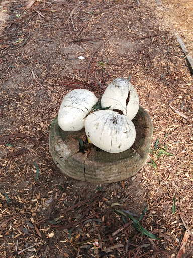Wattle Park Carved Dinosaur Eggs