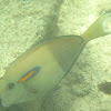 Orangeband Surgeonfish