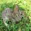 Eastern Cottontail kit