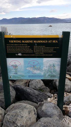 Marine Mammals At Sea