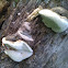 Birch Polypore